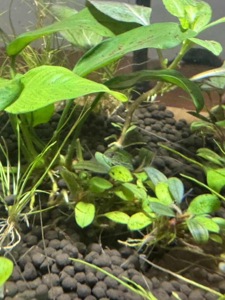Something is eating my plants and idk what it could be Something is eating my plants and idk what it could be