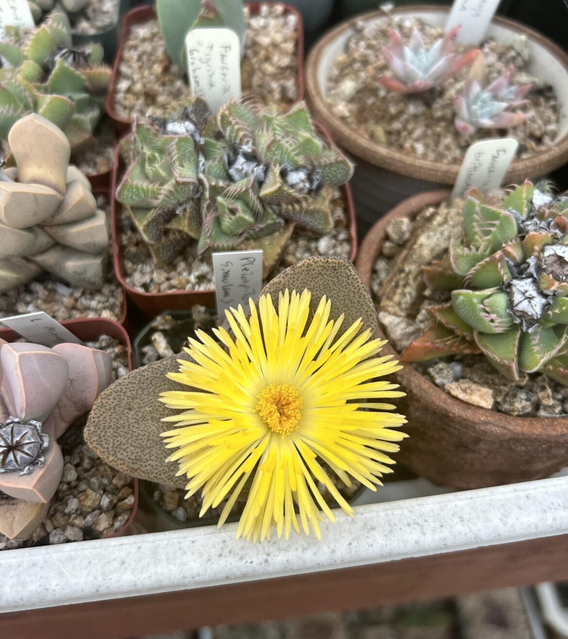 Pleiospilos simulans