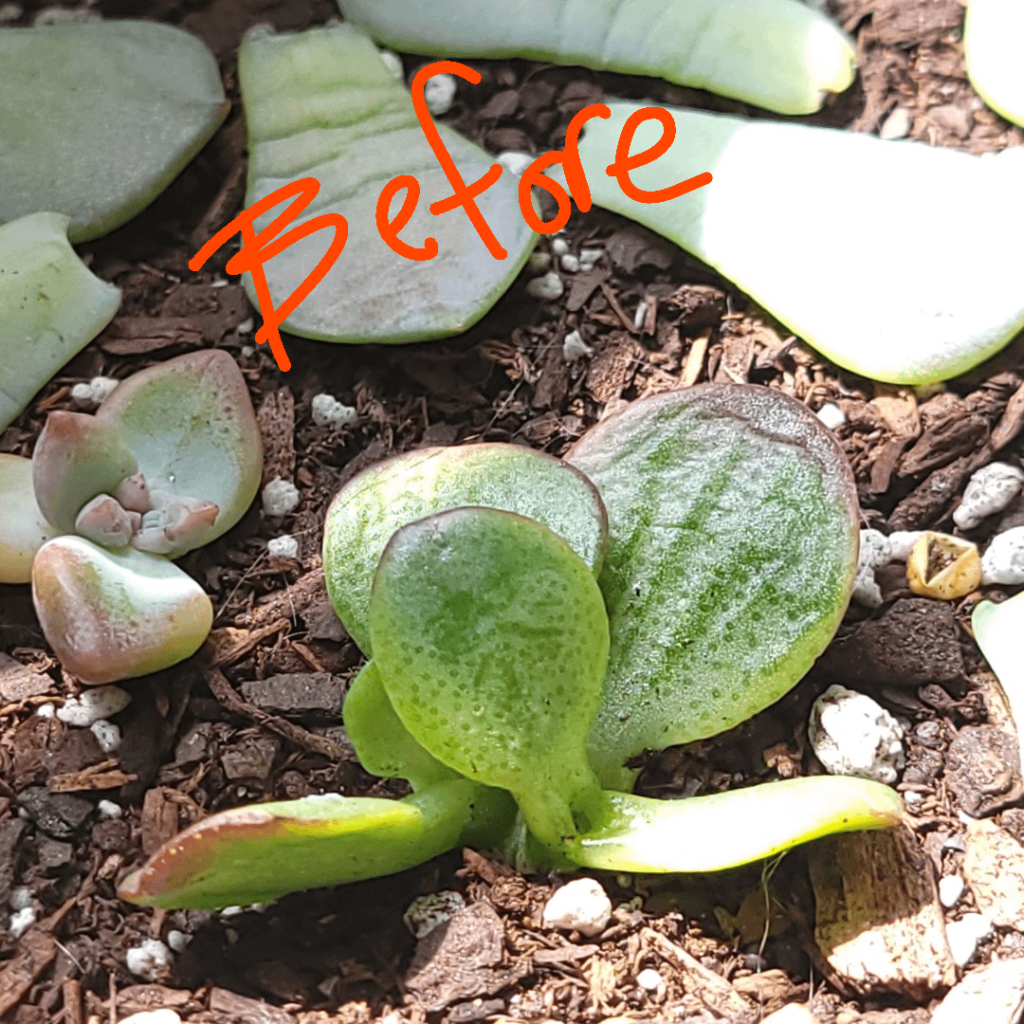 Tiny Jade