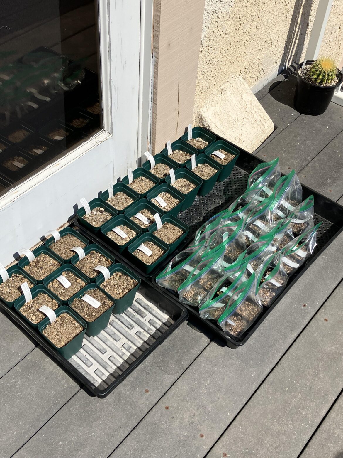 Heat wave baked all my seedlings
