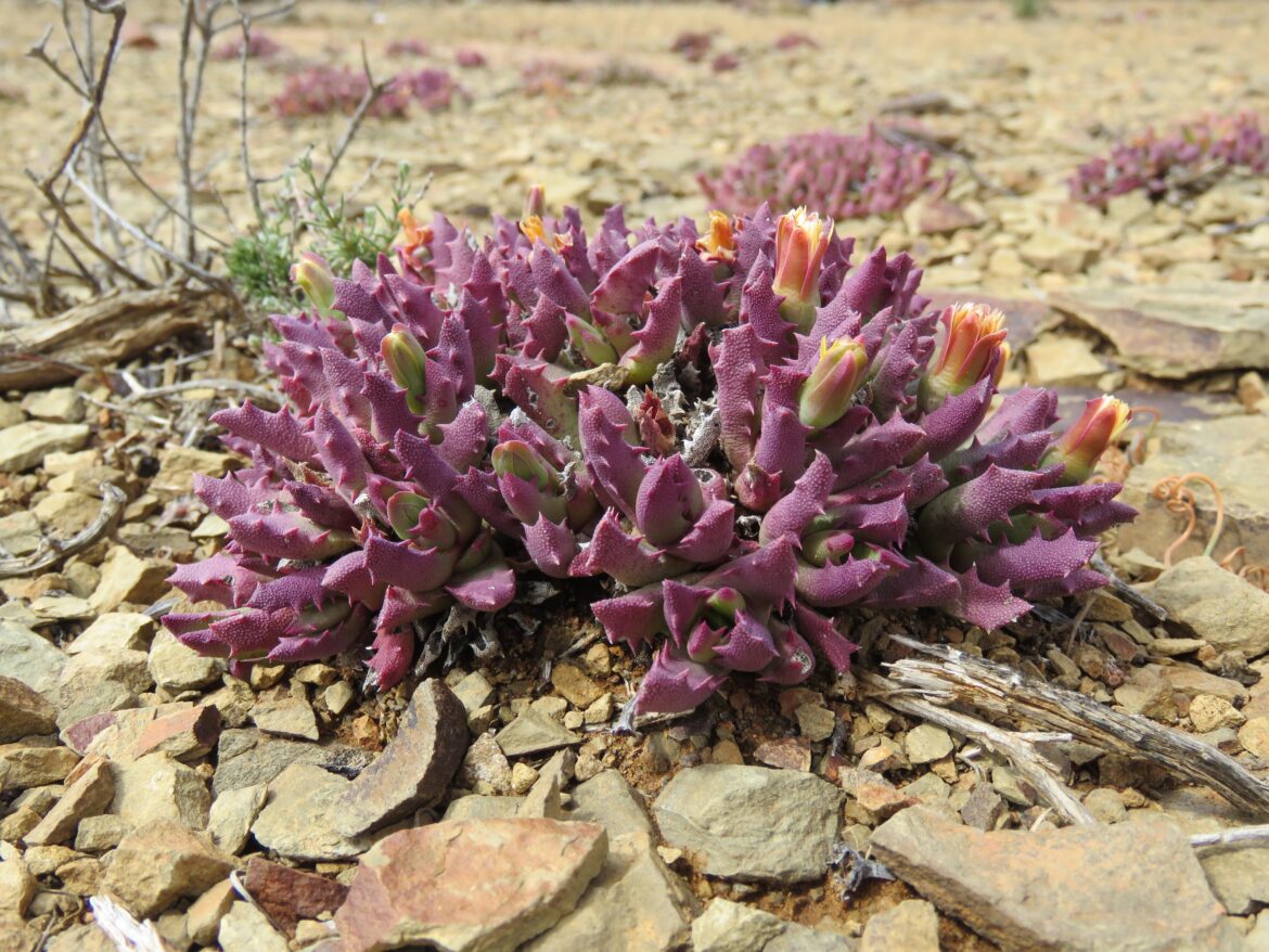 Sharing on behalf of Steven Brack, who writes "Here is Stomatium murinum a little north of Middelpos, a pretty amazing plant."