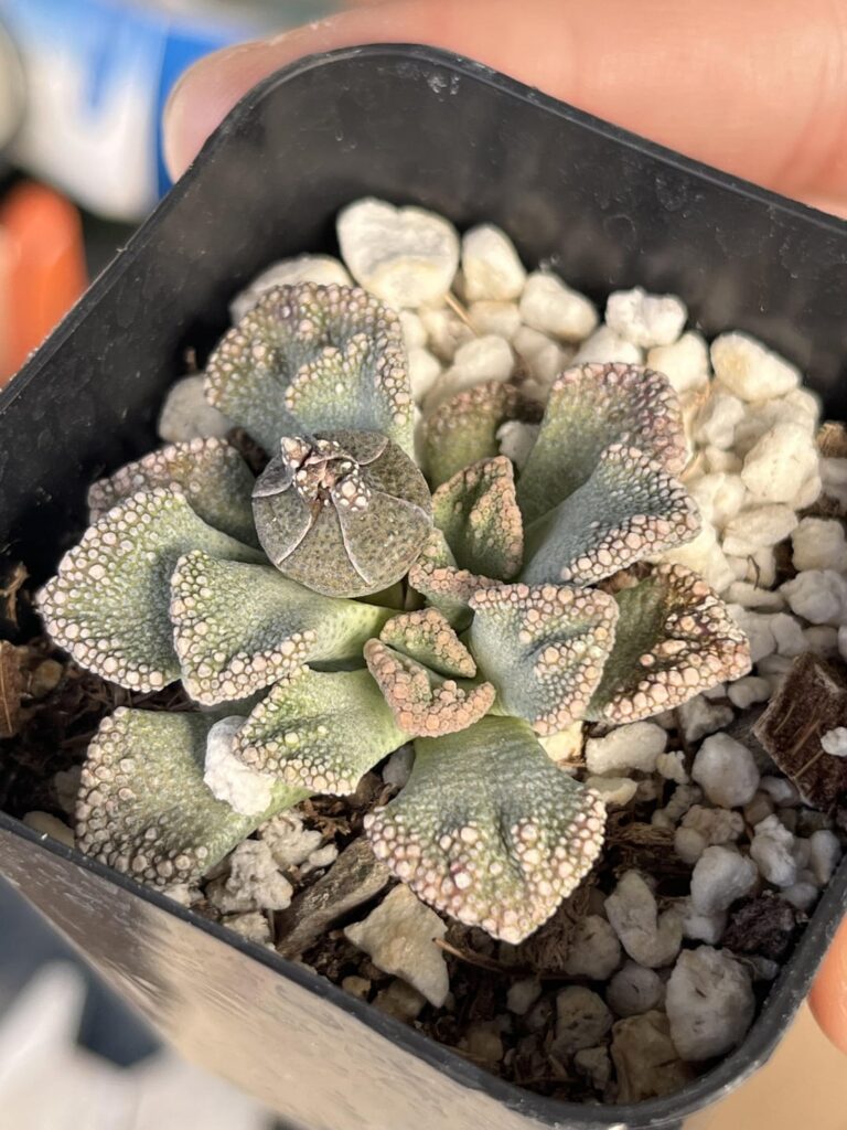 Comparison of titanopsis calcarea from grow lights to sun under shadecloth