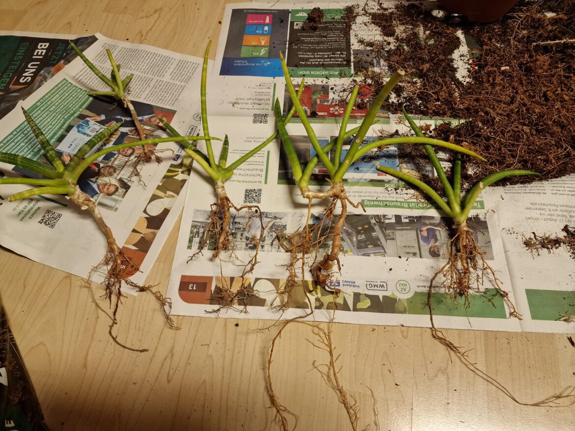 Propagate in water or soil?