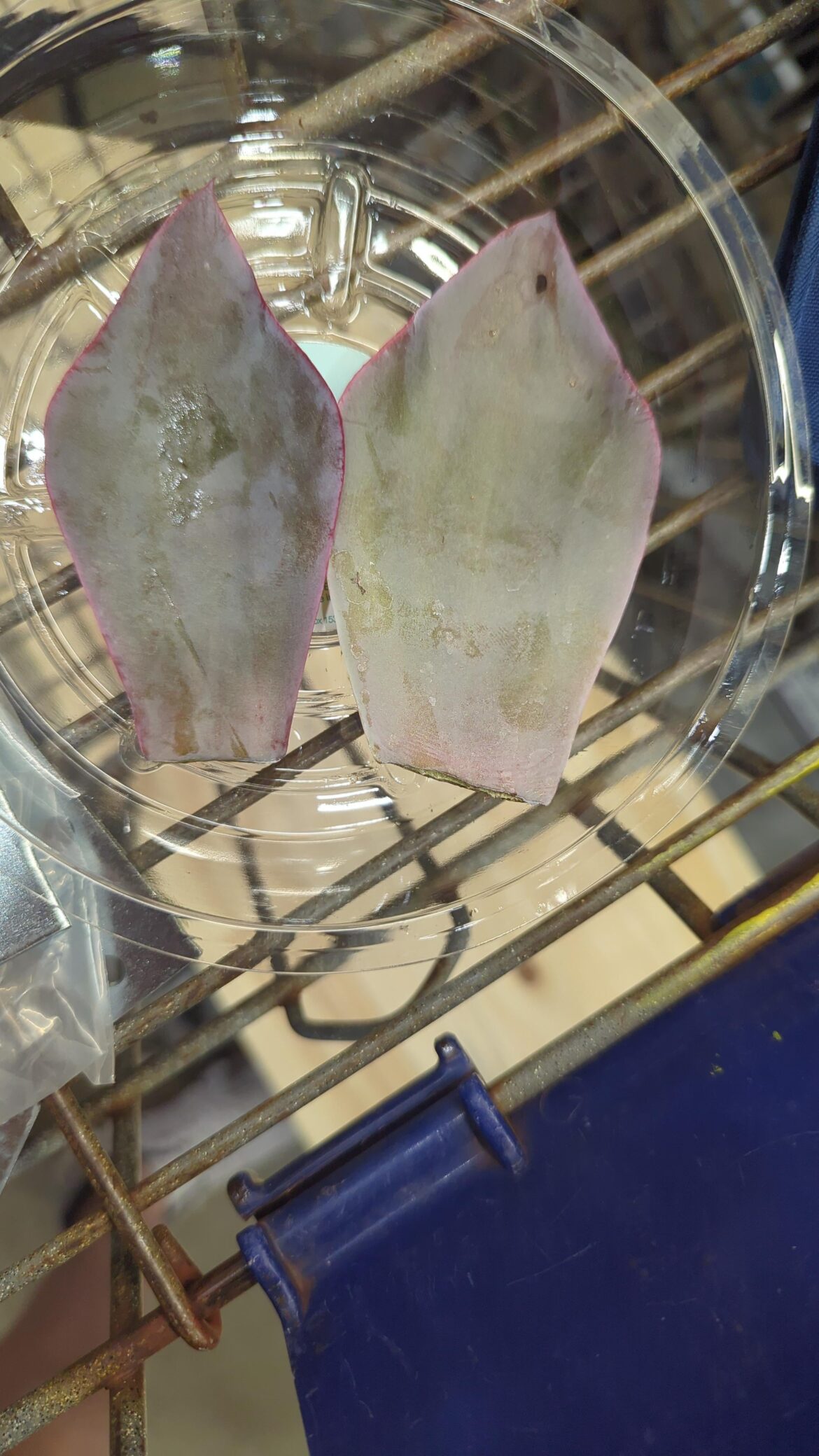 Will these prop?