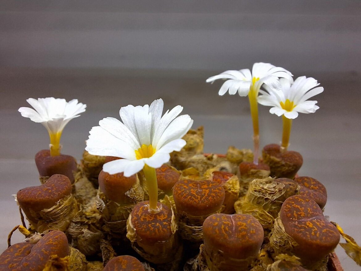 Conophytum pellucidum, Tweefontein CR 1547