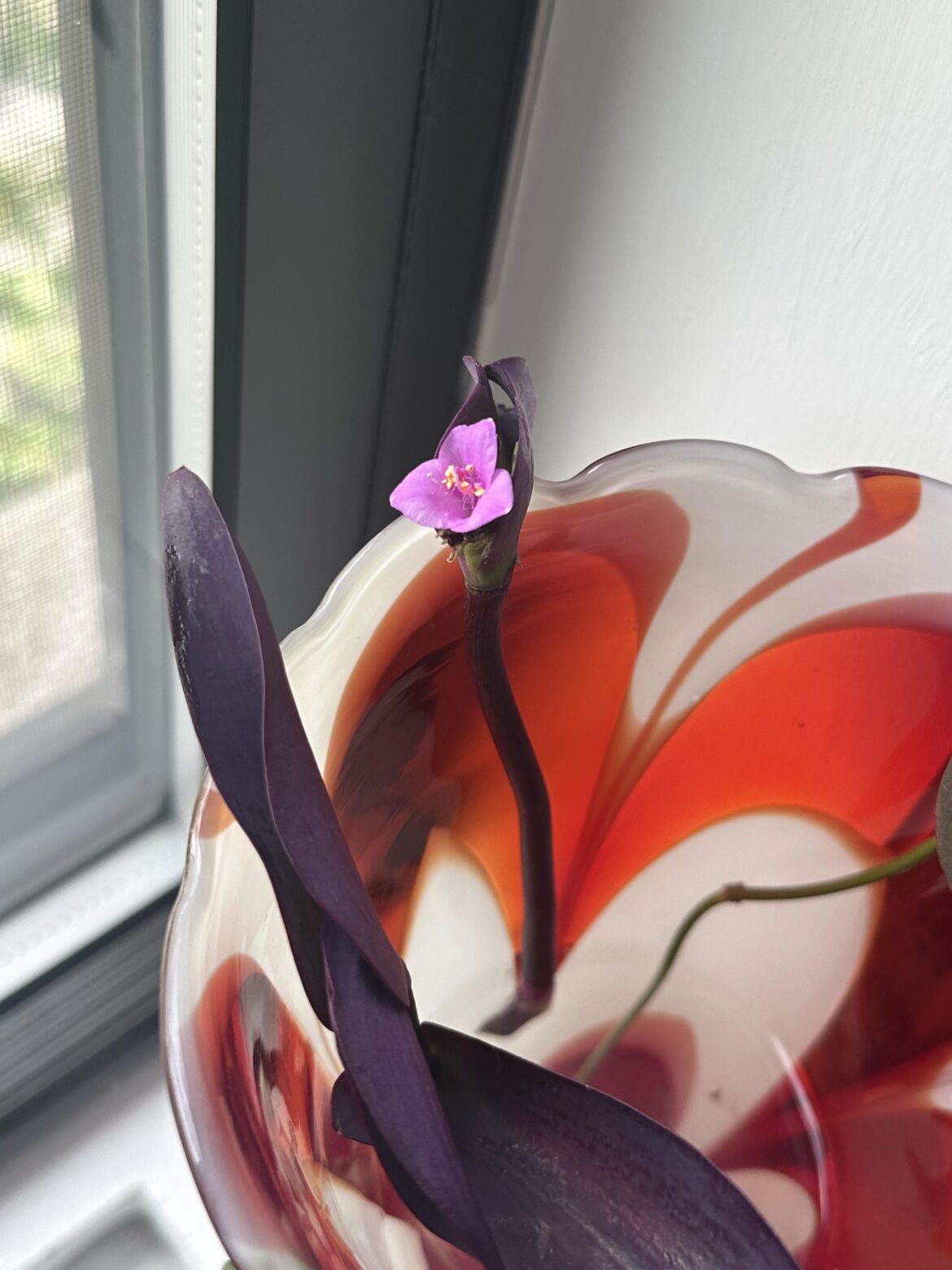 My clipping bloomed :)