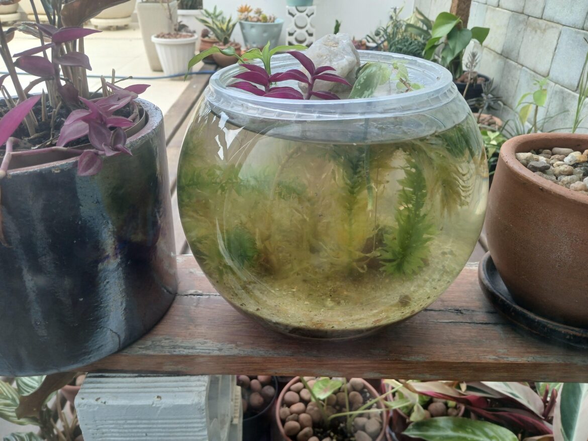 UPDATE 1-gallon planted globe UPDATE 1-gallon planted globe