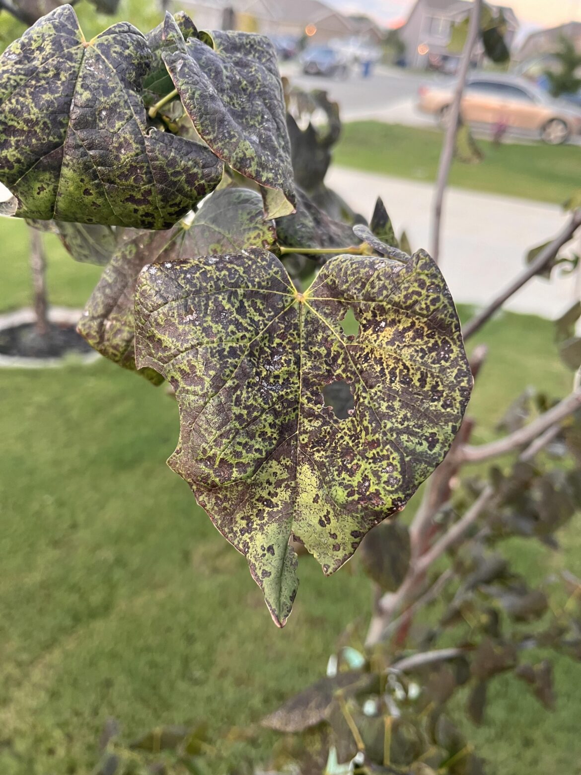 Eastern Redbud