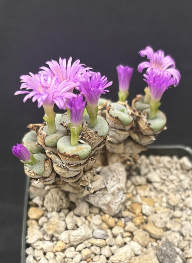 Some Conophytum and a Gibbaeum from the SFSCS meeting last night