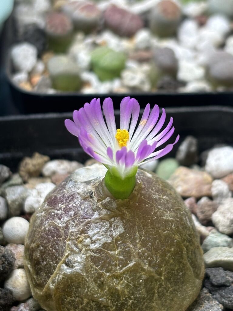 Conophytum Bugeri Flower :)