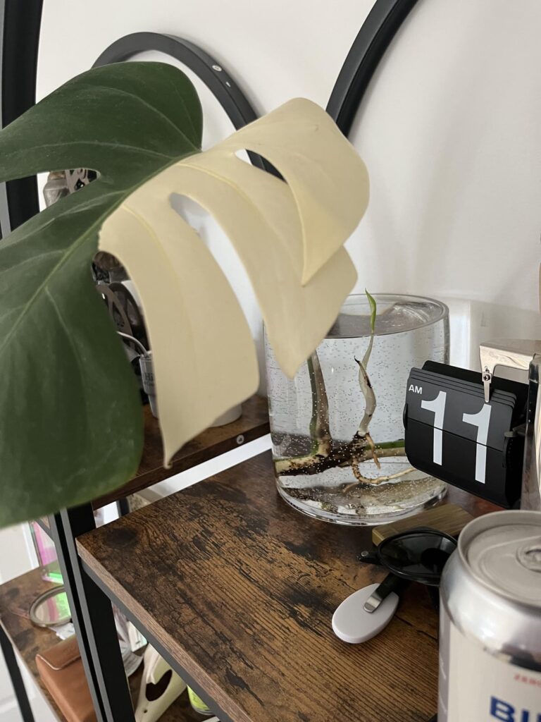 Should I snip the new growth to promote root growth?