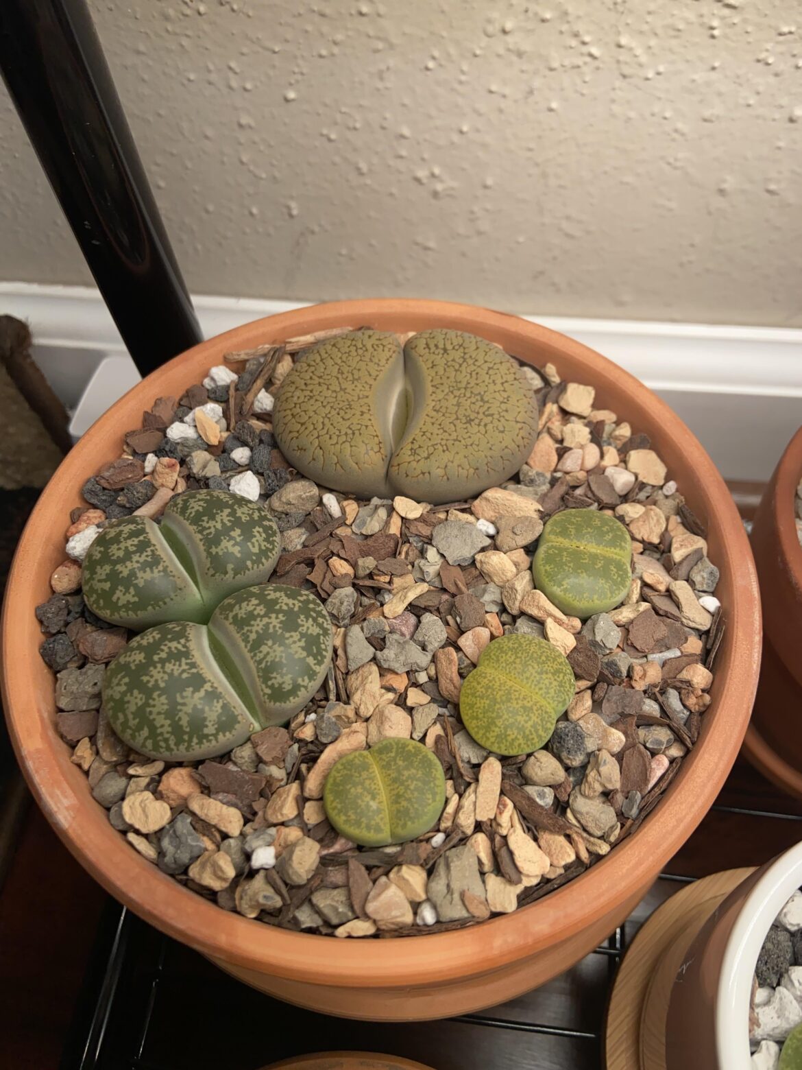 Just start my journey with these babies from HD.