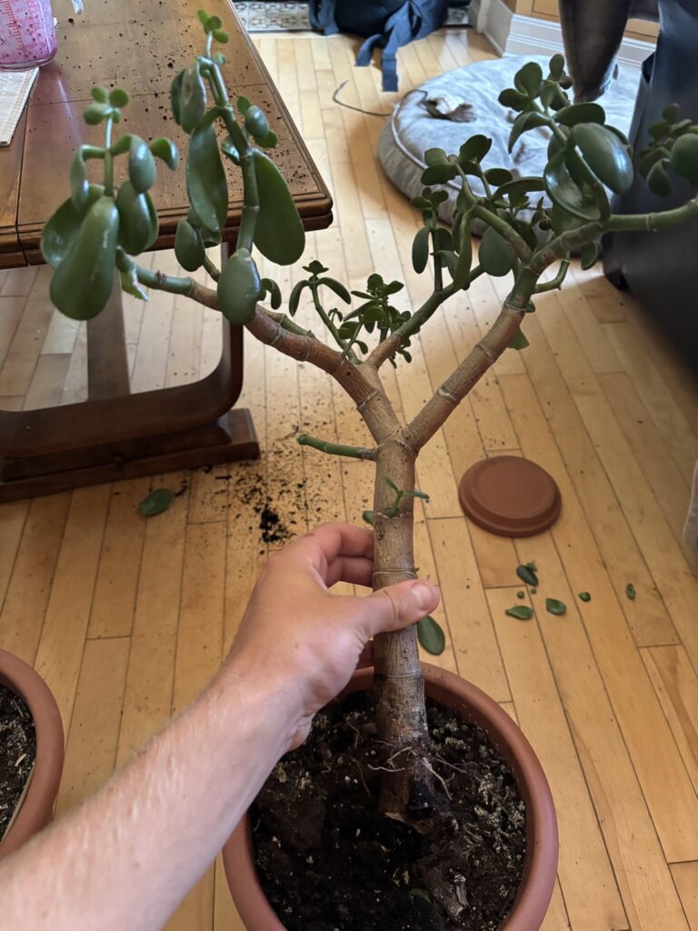 How to save my jade plant?
