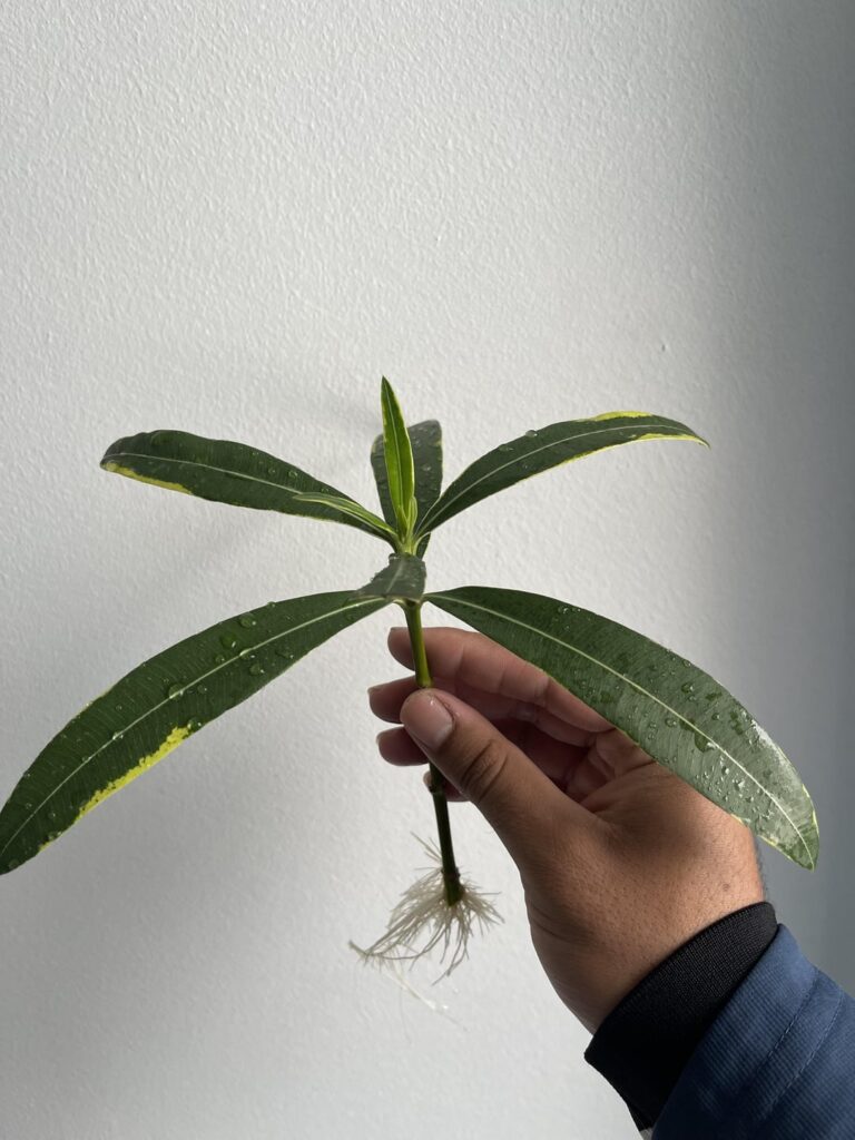 Oleander prop