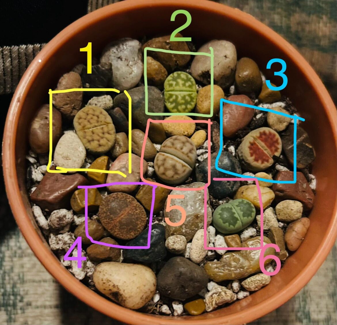 Please help me ID my lithops 🫶🏻