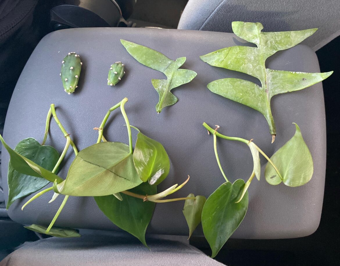 Tropical trip to the hardware store