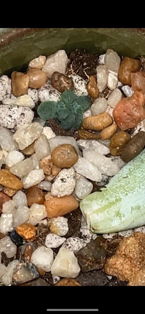 Can anyone id this fella 🧐