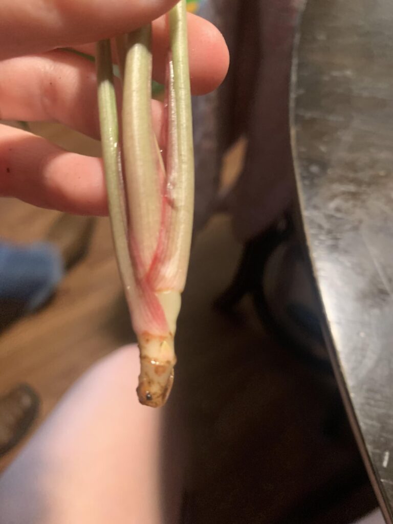 Can this syngonium be propagated?