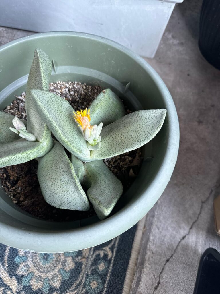 Flowering