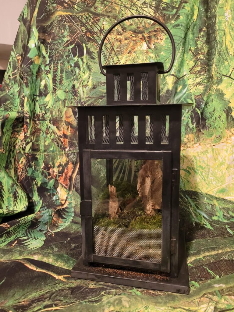 Made a terrarium out of a lantern, featuring Mary Shelley