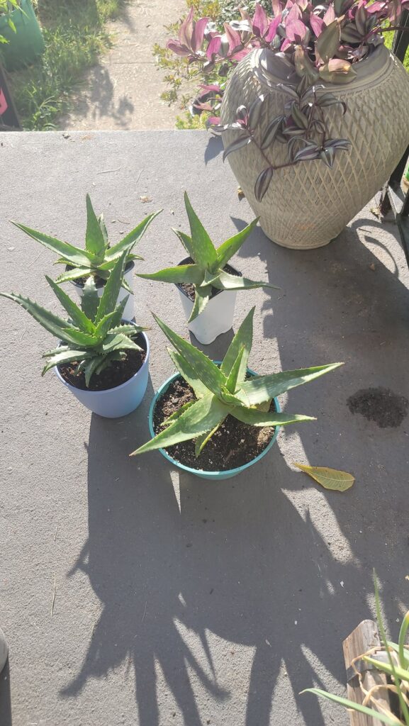 Aloe propogation going ham
