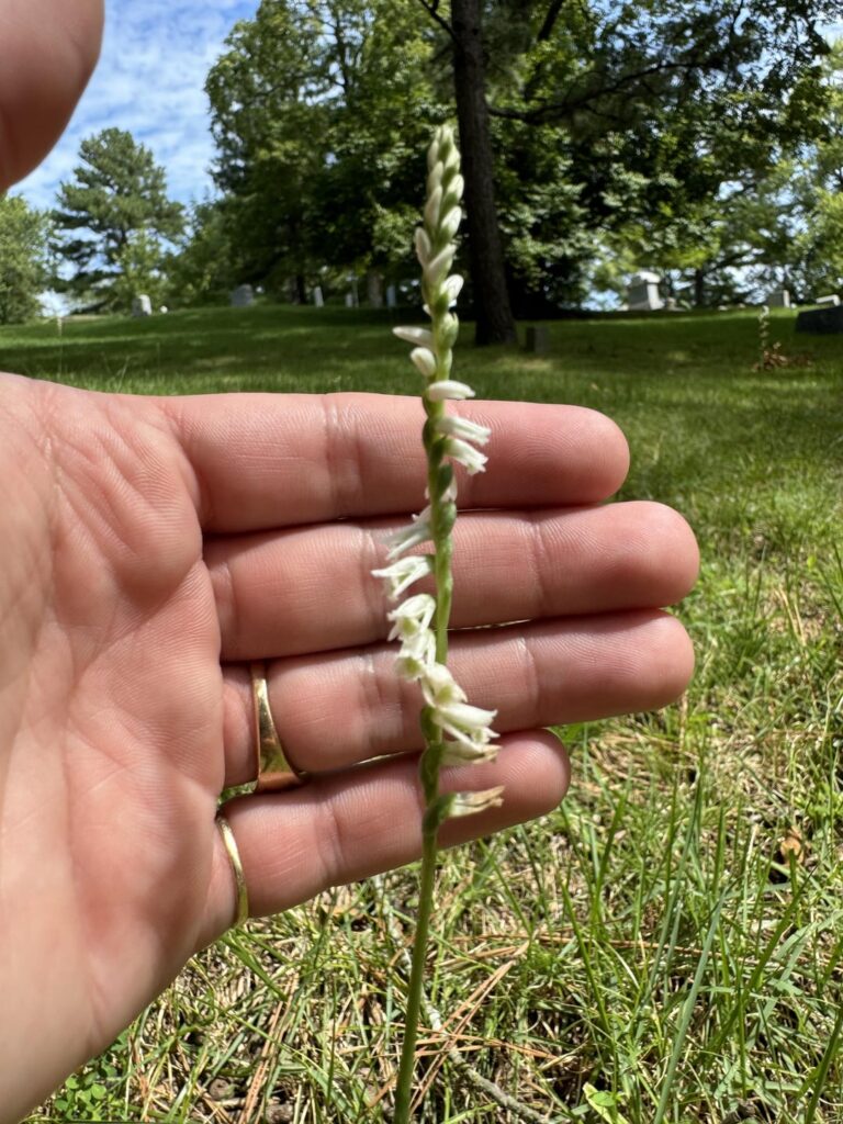 Found a Spiranthes today!