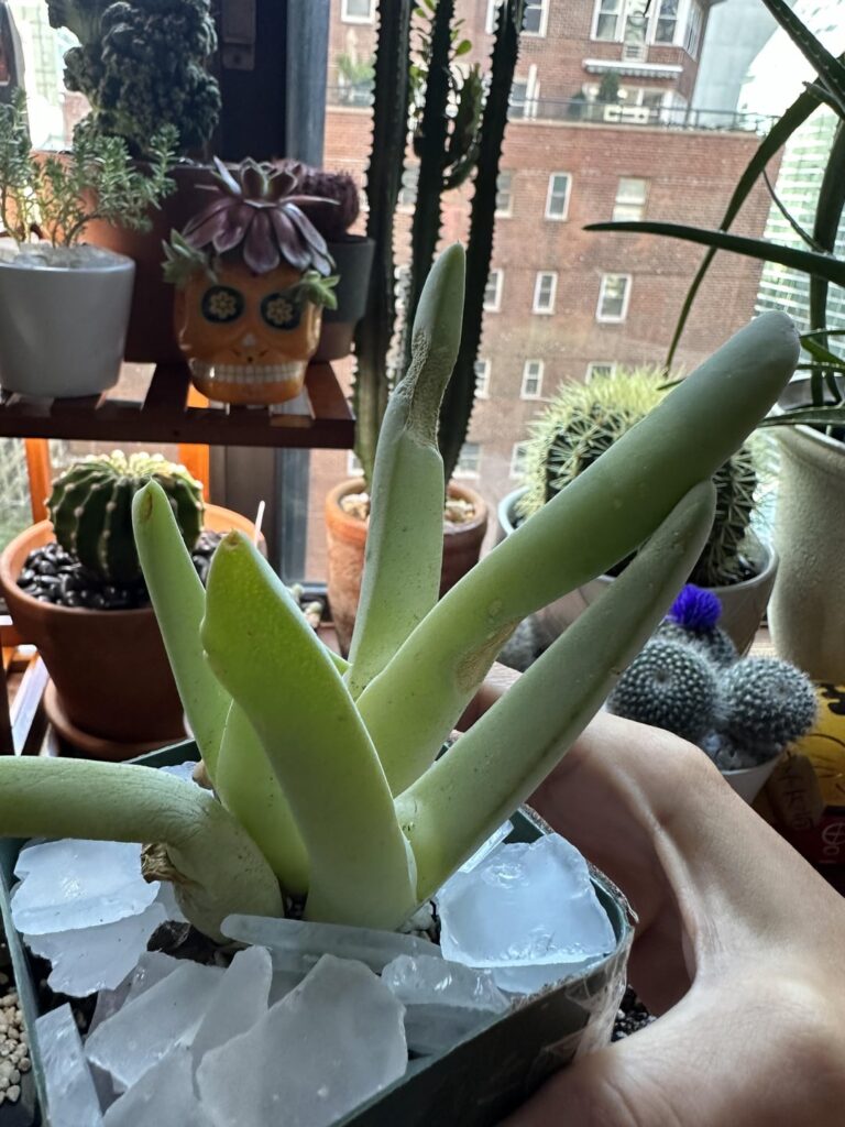 Does anyone know what these dry patches are on my cheridopsis?