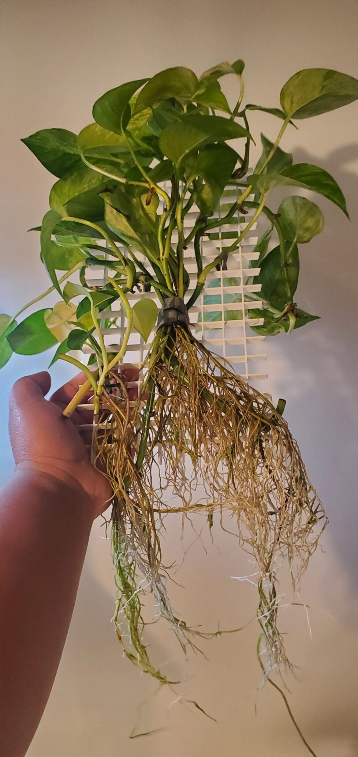 Root