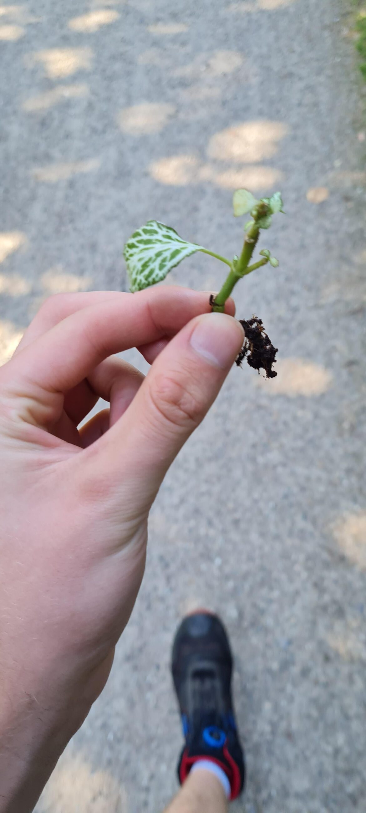 Finally got a piece of fittonia!! Finally got a piece of fittonia!!