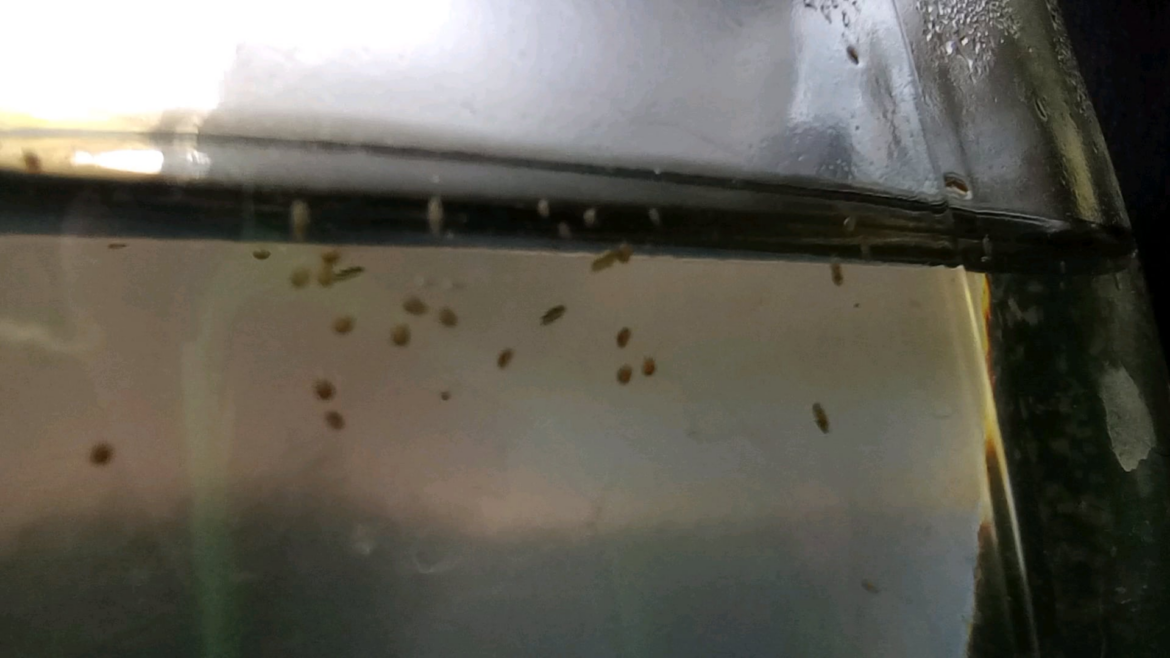 Kept the water from purchasing aquatic plants. This is 2 months later! I want to move them to a larger jar, any tips?