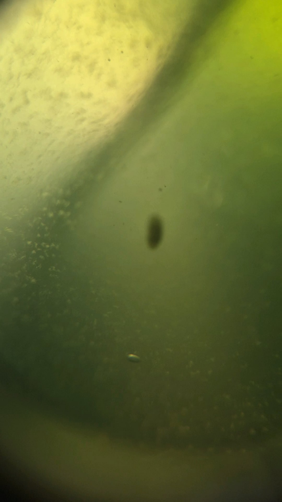 What is this?