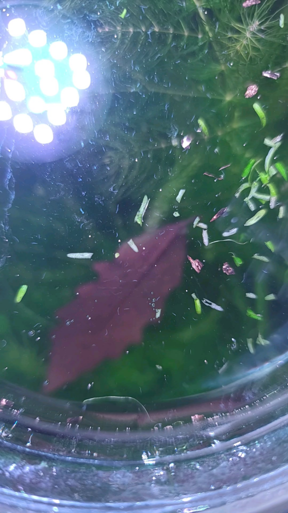 Worms on the water surface... planaria?