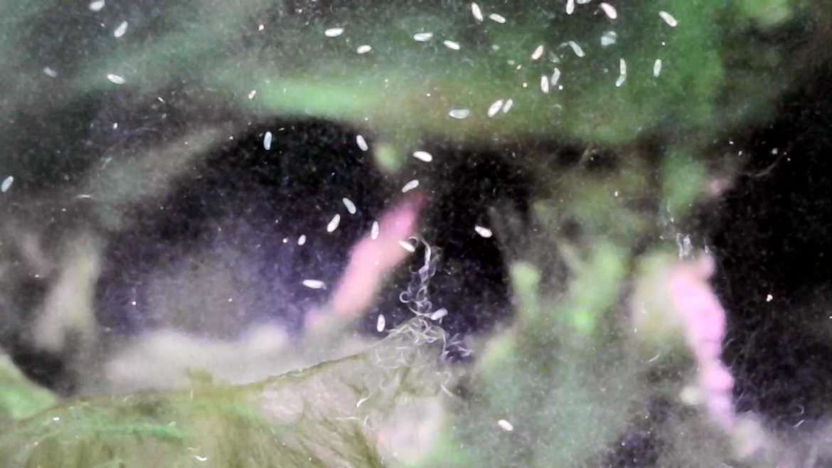 What are these nematodes doing? And, are those paramecium buzzing around?