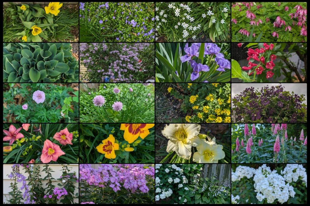 We bought a house & this is what's grown in our yard!! Yes, I'm bragging.