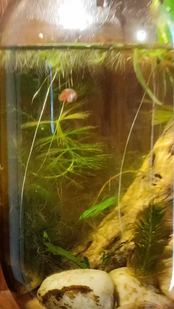 Ramshorn snail in one of my jars.