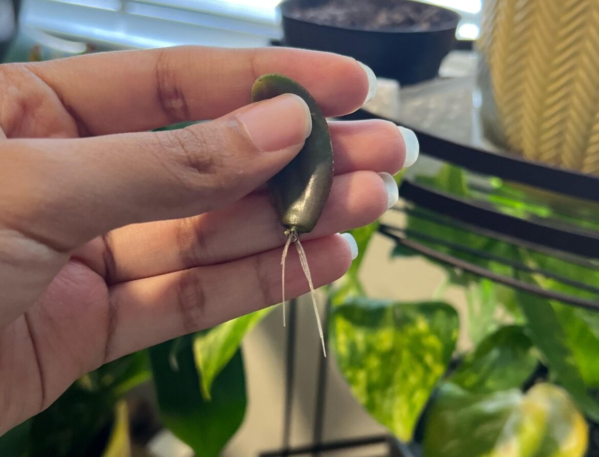 is this ready to be transferred into soil? is this ready to be transferred into soil?