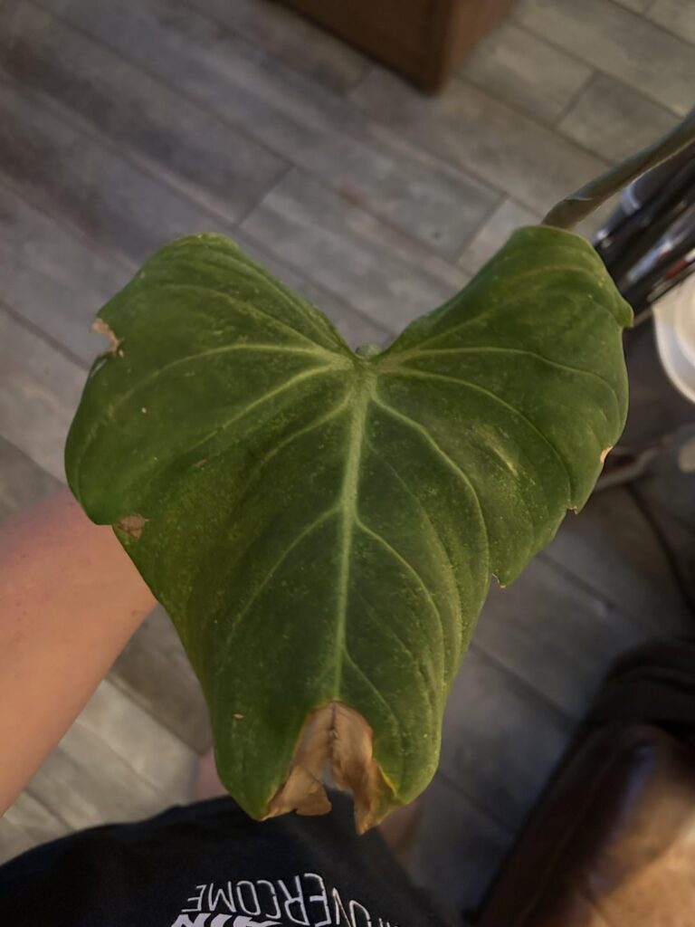 Are they ready for planting?