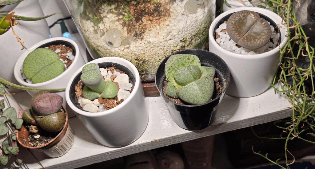 Finally potted!