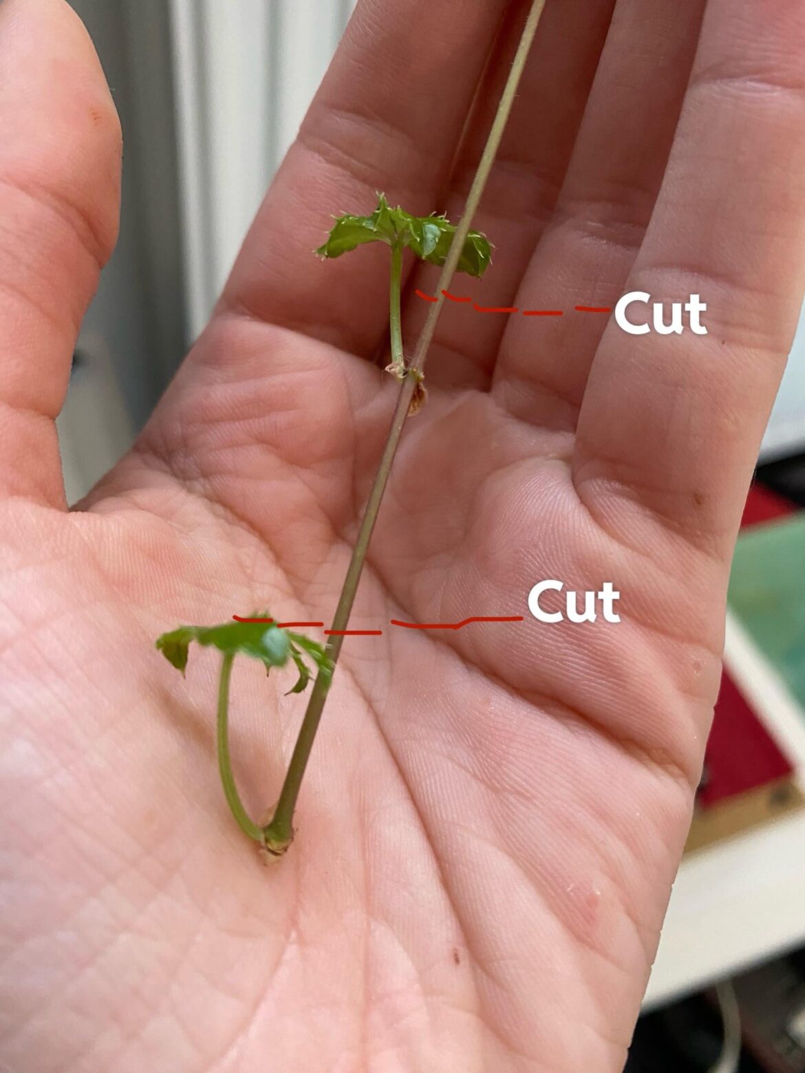 Can I cut it like this and prop?
