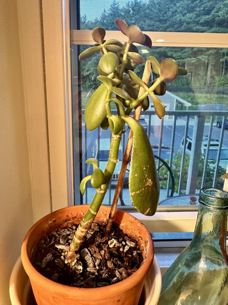Jade Plant Prop Help Needed