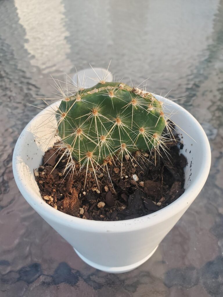 How to get cacti props to grow How to get cacti props to grow