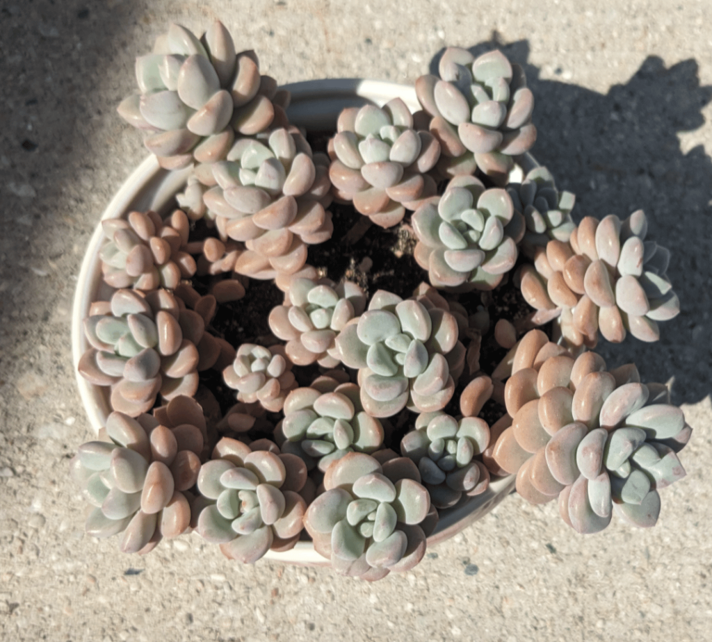 all of this from some leaves !