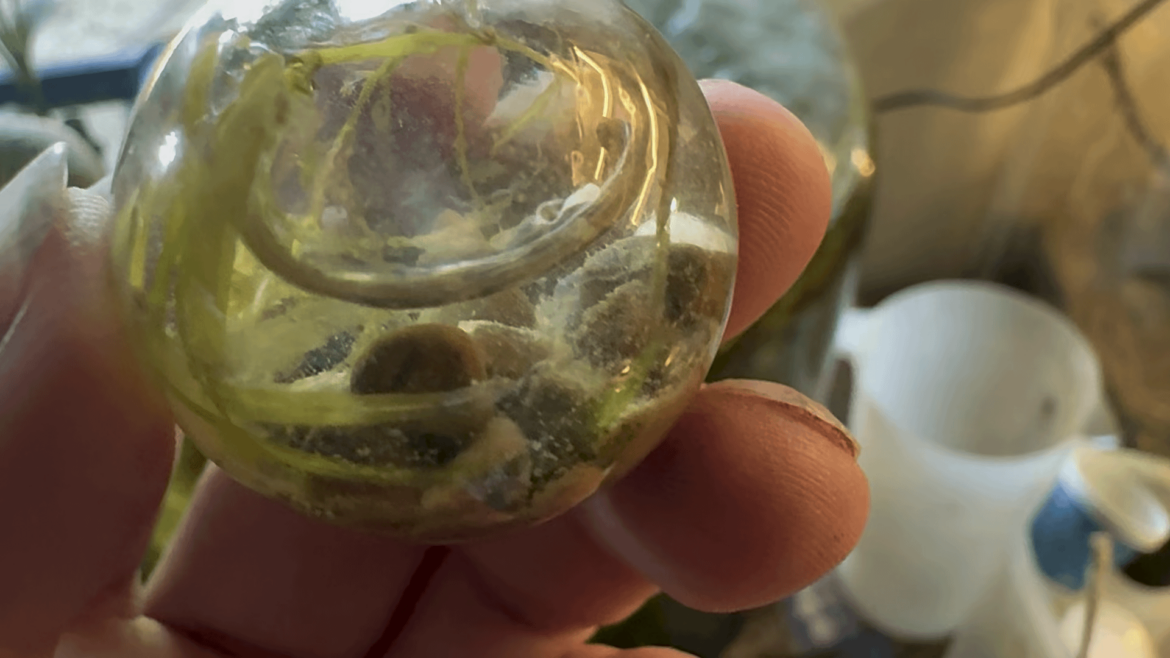 10 ml sealed ecosphere is 2 years old! Link to first day in comments.