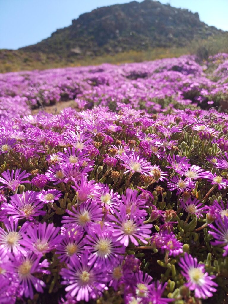 Vygies bloom namakwaland concordia