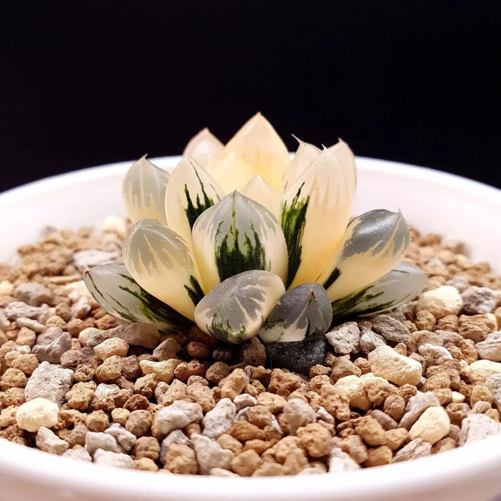 Haworthia Obtusa ‘Northern lights’ Variegated 北极之光锦 Haworthia Obtusa 'Northern lights' Variegated 北极之光锦