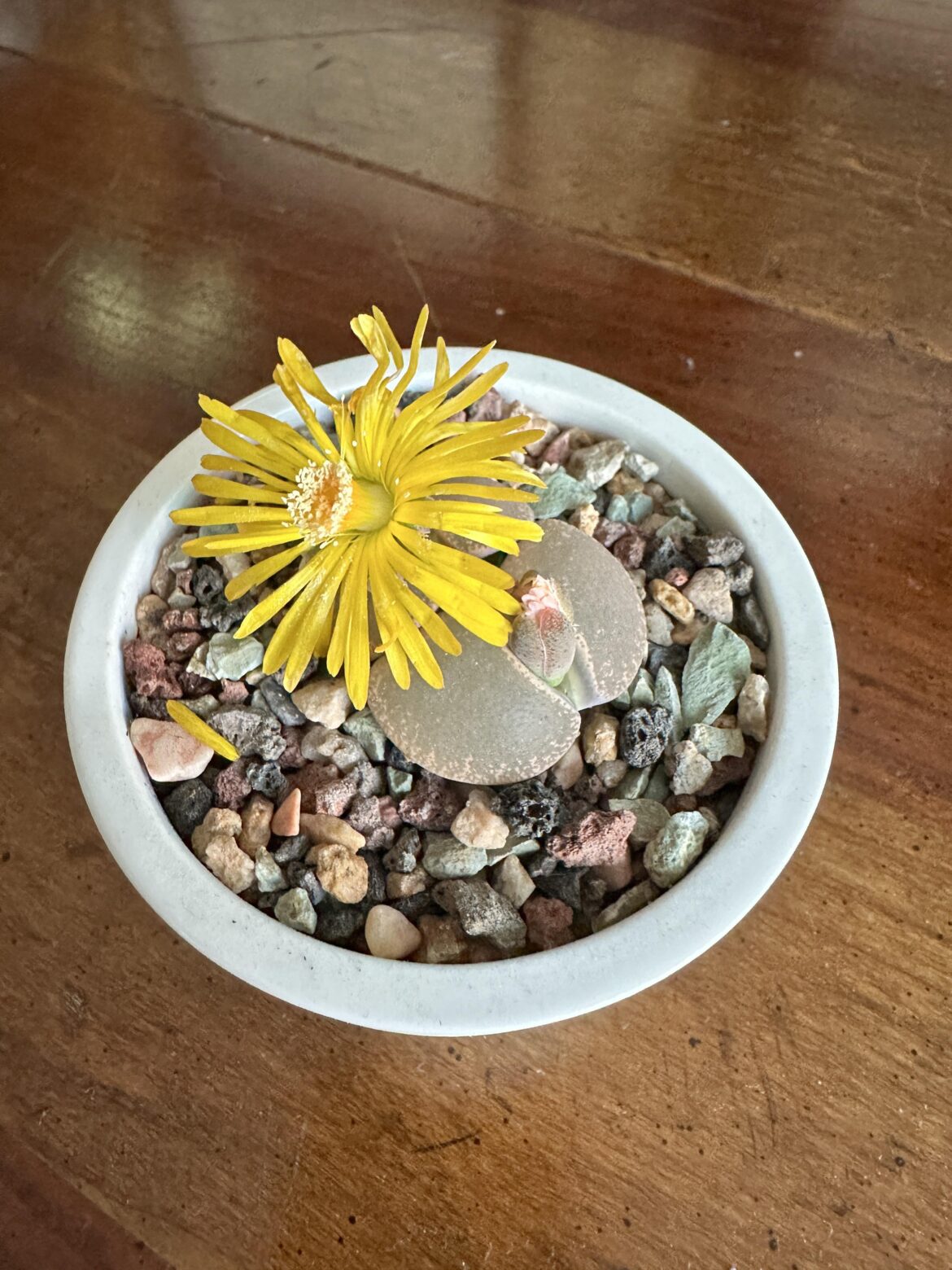 My first blooms!