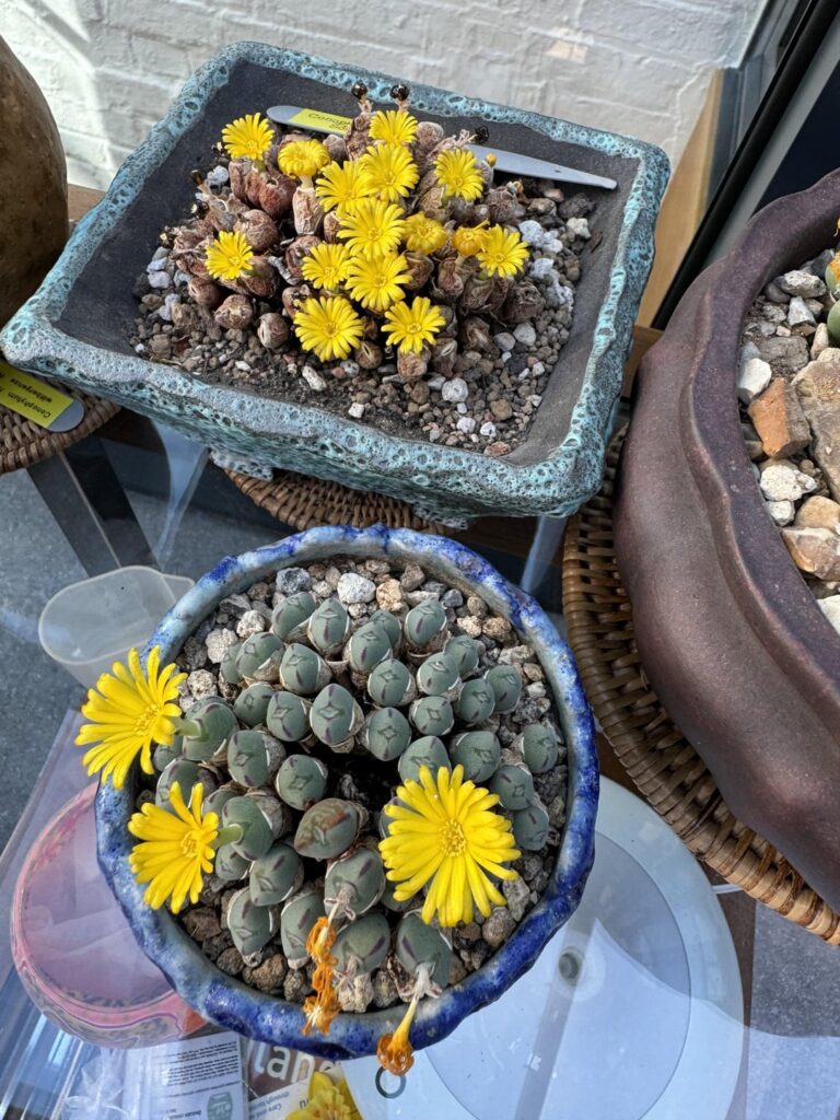 My small cono colllection