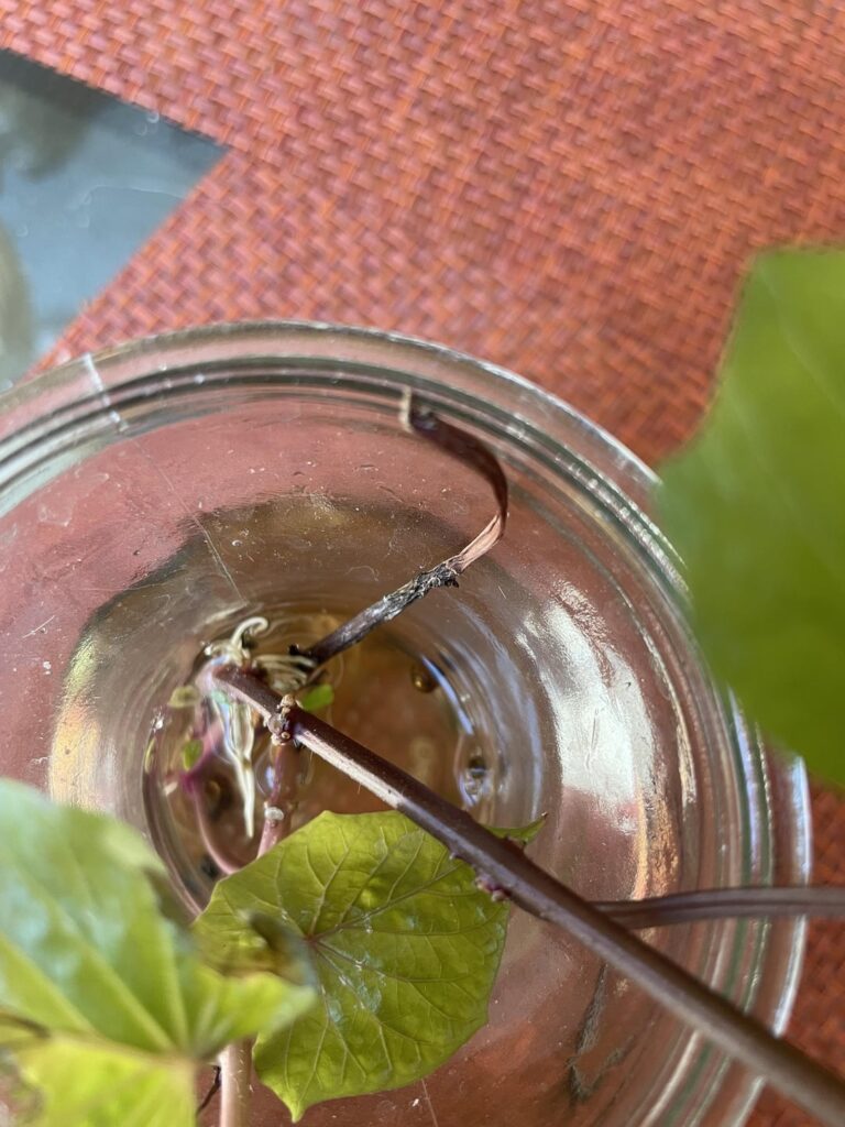 Accidental Jarrarium