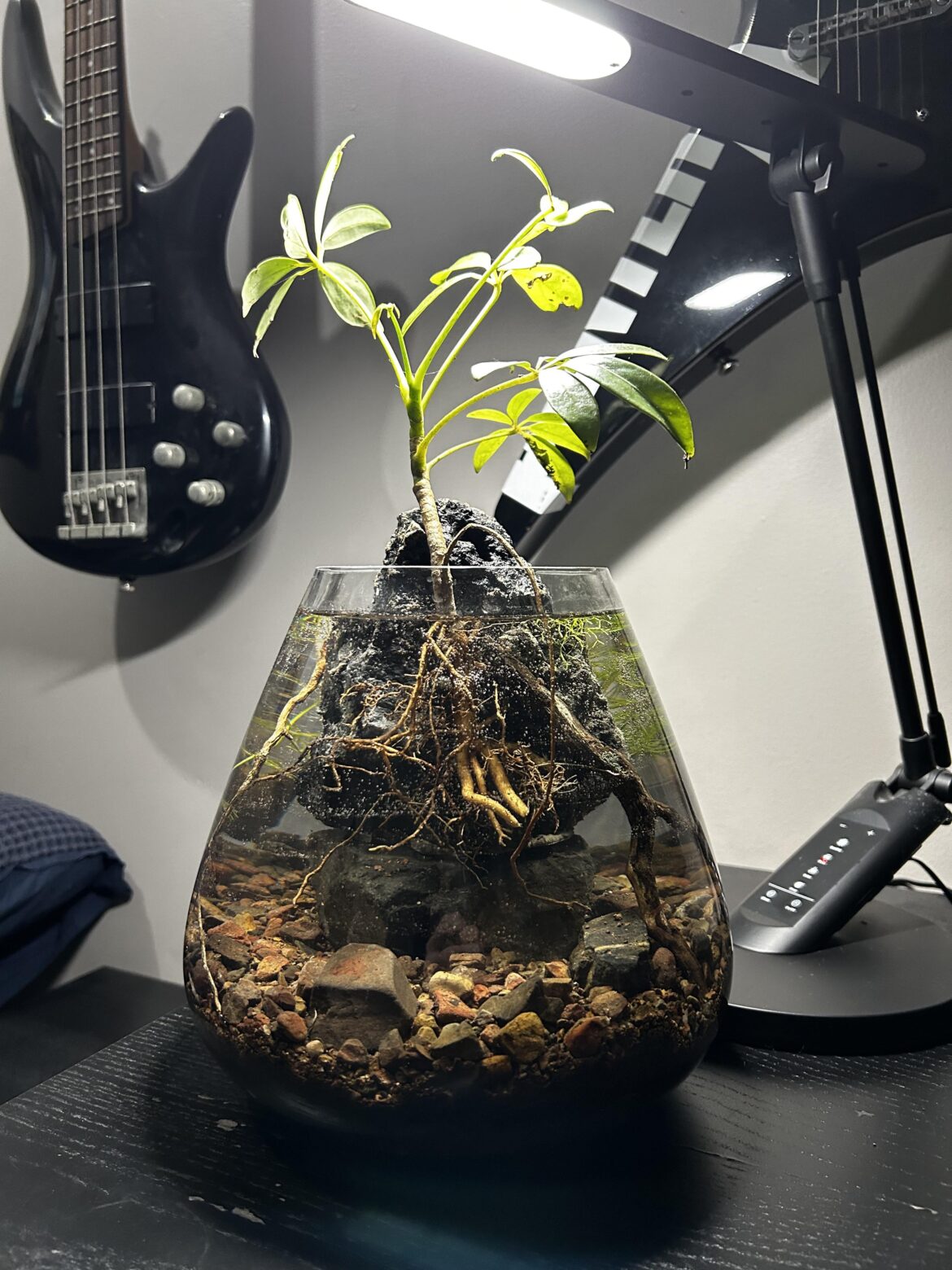 Igneous Rock with Dwarf Umbrella Tree Igneous Rock with Dwarf Umbrella Tree