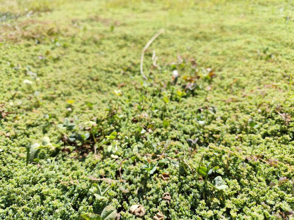 What is this weed growing in my yard? I want to cover the entire yard with it. What is this weed growing in my yard? I want to cover the entire yard with it.